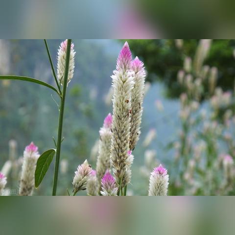 青箱子的功效与作用:降火解毒,清热解毒,清肝明目,主治各种感冒症状 青箱子的功效与作用:降火解毒,清热解毒,清肝明目,主治各种感冒症状