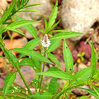 青箱子的功效与作用:降火解毒,清热解毒,清肝明目,主治各种感冒症状 青箱子的功效与作用:降火解毒,清热解毒,清肝明目,主治各种感冒症状