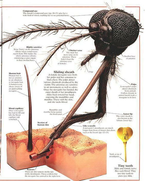 (血蝶什么意思)深入探讨血蝶的隐喻和象征意义 (血蝶什么意思)深入探讨血蝶的隐喻和象征意义