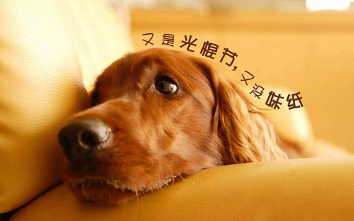 (狗狗呼叫喵星人)狗狗呼叫喵星攻略:如何让你的狗狗与喵星和谐相处? (狗狗呼叫喵星人)狗狗呼叫喵星攻略:如何让你的狗狗与喵星和谐相处?