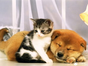 (狗狗呼叫喵星人)狗狗呼叫喵星攻略:如何让你的狗狗与喵星和谐相处? (狗狗呼叫喵星人)狗狗呼叫喵星攻略:如何让你的狗狗与喵星和谐相处?