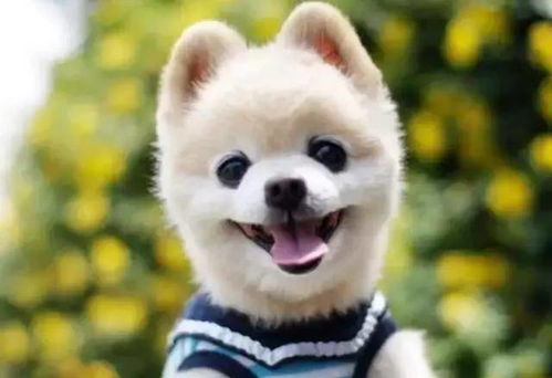 (狗狗呼叫喵星人)狗狗呼叫喵星攻略：如何让你的狗狗与喵星和谐相处？