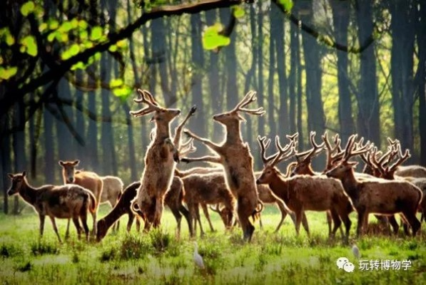 (麋鹿语音百度百科)麋鹿物语：我们的冒险旅程