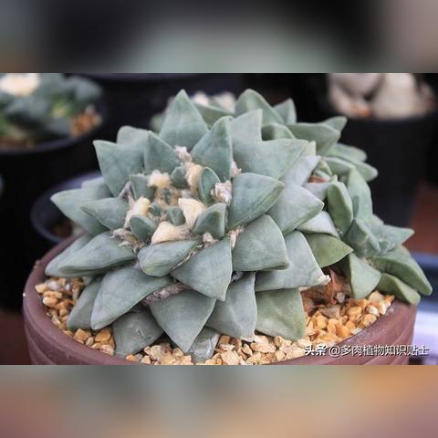 植物大战僵尸2破解版无限钻石：打造无敌植物军团，享受无限畅游战场！