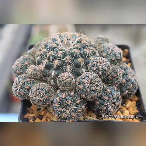 植物大战僵尸2破解版无限钻石：打造无敌植物军团，享受无限畅游战场！