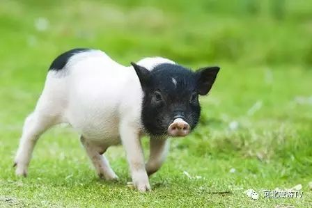 (播放口袋宠物)口袋宠物猪：小而可爱的迷你猪，成为你身边的忠实伙伴