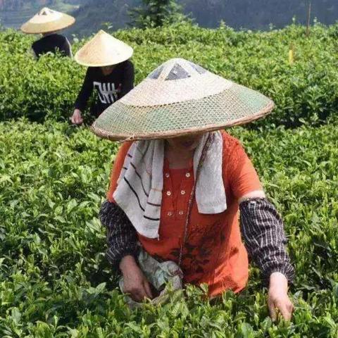 (主角灵茶树的都市小说)主角在神秘的秘境中寻找得灵茶树修仙之路