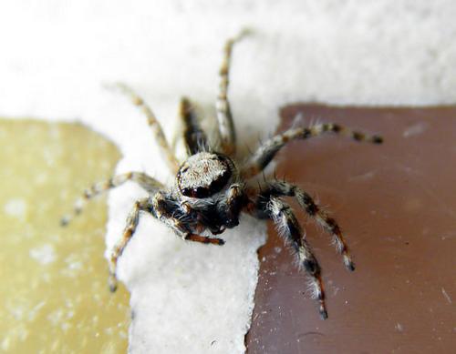 成都青城山遇见巨型人脸蜘蛛，游客惊呼令人背脊发凉