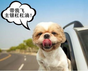 (萌宠归途免费下载)《萌宠归来》免费阅读全文，跟着宠物的足迹探索奇幻世界