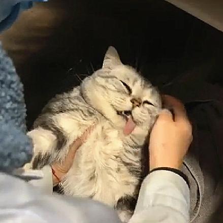 探秘我的喵会功夫内置菜单：揭秘猫咪神秘的特殊技能和菜单选择