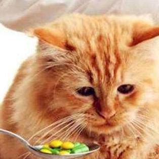 探秘我的喵会功夫内置菜单:揭秘猫咪神秘的特殊技能和菜单选择 探秘我的喵会功夫内置菜单:揭秘猫咪神秘的特殊技能和菜单选择