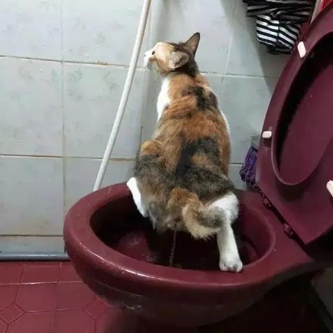 探秘我的喵会功夫内置菜单:揭秘猫咪神秘的特殊技能和菜单选择 探秘我的喵会功夫内置菜单:揭秘猫咪神秘的特殊技能和菜单选择