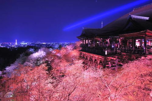 史小坑的浪漫之旅：花前月下，无限钻石璀璨闪耀，梦幻现实夹缝中的恋爱故事