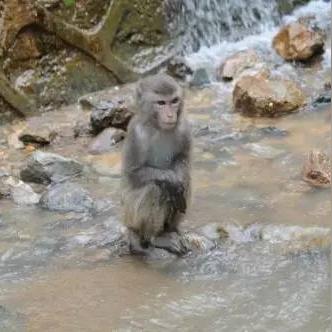 探秘原始森林：讲述冲啥原始人猴哥带足了何种装备才能在残酷的野外生存下来