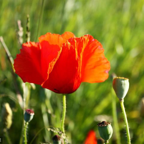 (家园如梦的含义)探寻家园如梦的意义：在梦中触摸的温暖与真实