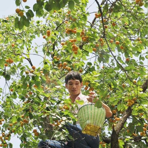 (种杏树的过程)老农种树游戏：杏树种植的乐趣与丰收之路，打造你的农业梦想