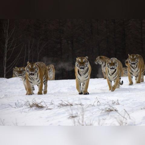 在采访中意外遇见野生东北虎，如何应对危险情况及保护自己的措施？