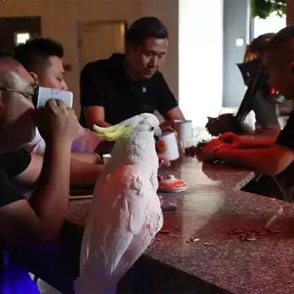 (狼人游戏指南)探索狼人游戏：自定义设置几名玩家会更有乐趣？