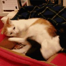 (猫咪的点心小说)打造属于你的猫猫点心铺游戏：经营、养成与美味的完美结合