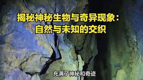 (神奇生物怎么获得)探寻神秘之境：《神奇生物在哪里》的隐藏秘密与神秘生物之谜