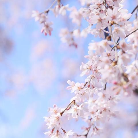 (观察和感受自然万物的生命形象)遇见作文600字:如何通过自然观察技巧将万物生活化为文字 (观察和感受自然万物的生命形象)遇见作文600字:如何通过自然观察技巧将万物生活化为文字