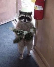 如何让浣熊快乐起来？用这些方法让不开心的浣熊重新振作起来！