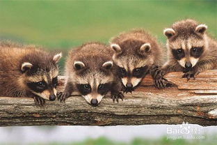 如何让浣熊快乐起来？用这些方法让不开心的浣熊重新振作起来！