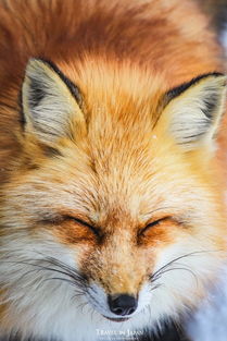 探寻那份宁静与慵懒:你的'猫之宿约者',它的午后生活,凉了吗? 探寻那份宁静与慵懒:你的'猫之宿约者',它的午后生活,凉了吗?