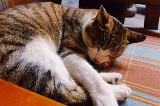 探寻那份宁静与慵懒:你的'猫之宿约者',它的午后生活,凉了吗? 探寻那份宁静与慵懒:你的'猫之宿约者',它的午后生活,凉了吗?