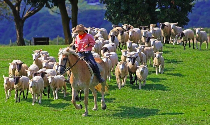 (探索绵羊村自然风光,尽情享受打猎乐趣)探索绵羊村自然风光,尽情享受打猎乐趣 (探索绵羊村自然风光,尽情享受打猎乐趣)探索绵羊村自然风光,尽情享受打猎乐趣