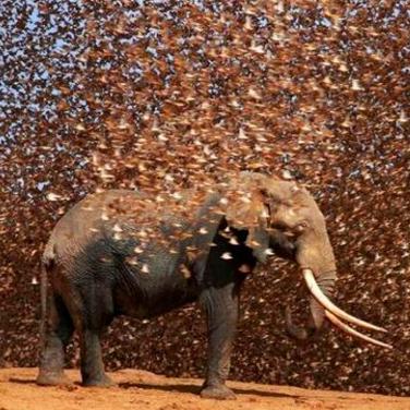 (小鸟怎么飞翔)如何让热爱飞翔的小鸟多赚取金币？