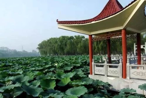 (山有扶苏 隰有荷华想表达什么意思)山有扶苏 隰有荷华，探讨古代文学中的传统美学观念
