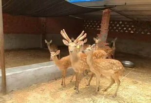 (超级非常普通的鹿)超级超级普通的鹿未来版：一只关于平凡生活的故事