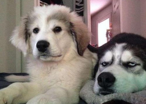 探索电脑宠物软件的魅力：让你的虚拟伙伴陪伴你度过每一个无聊时光！