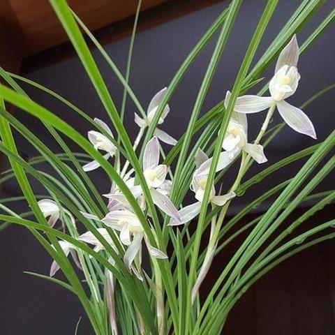 探索古代中国历史：详细解读亦春秋的游戏配置要求与高效运行体验