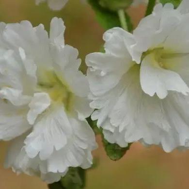 植物大联盟官方网站：专为植物爱好者打造的在线天堂和交流平台