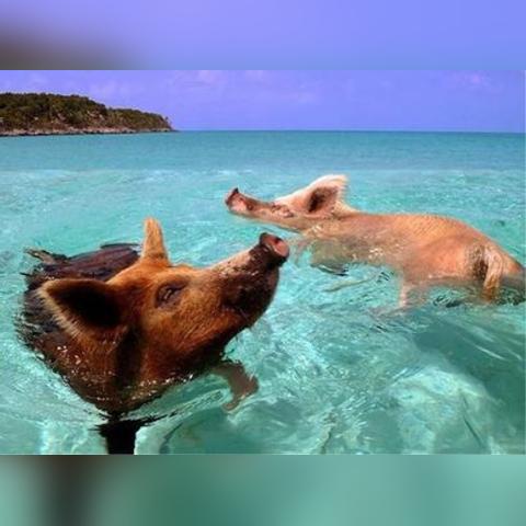 探秘动物王者国际服：震撼全球的逼真野生动物生态环境模拟游戏