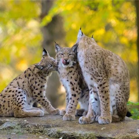 (西班牙塞尔维亚景点)塞维尔是哪个国家的?探寻西班牙南部之城的历史渊源 (西班牙塞尔维亚景点)塞维尔是哪个国家的?探寻西班牙南部之城的历史渊源