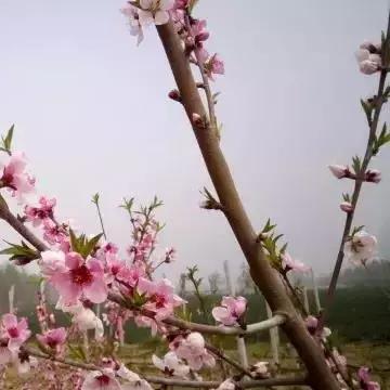 王者英雄之枪战传奇攻略：全面解析角色技能与战术搭配，助你轻松登顶巅峰！