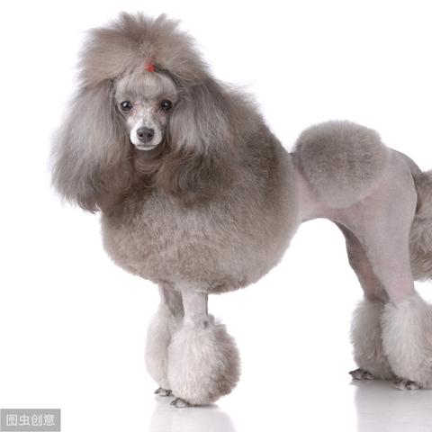 探秘全国最大的宠物基地：为您深度解析宠物养护与培育的前沿科技和行业趋势