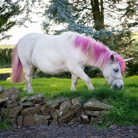 (小马宝莉三公主)三小马公主融为一体，共创美好童话世界