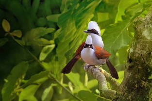 丛林鸟大冒险宝贝原生：探索神秘森林中的珍稀鸟类及其奇妙故事