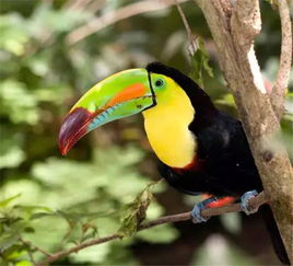丛林鸟大冒险宝贝原生:探索神秘森林中的珍稀鸟类及其奇妙故事 丛林鸟大冒险宝贝原生:探索神秘森林中的珍稀鸟类及其奇妙故事
