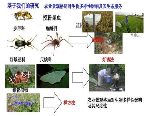 (什么叫割草)深入探讨割草的含义及其在农业和生态系统中的重要性 (什么叫割草)深入探讨割草的含义及其在农业和生态系统中的重要性