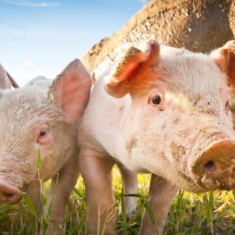 (变形金刚雷霆拯救队刚到就杀敌无数!)变形金刚3雷霆拯救队队员介绍:震荡波鲨队与无敌盾牛队 (变形金刚雷霆拯救队刚到就杀敌无数!)变形金刚3雷霆拯救队队员介绍:震荡波鲨队与无敌盾牛队