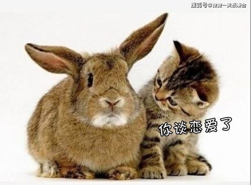 进击的兔子小姐在线高清免费观看：引领兔子时代，探寻无限可能！