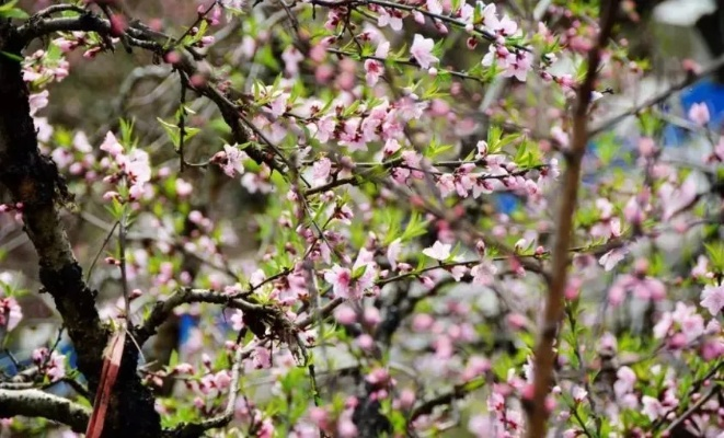 花满唐开服时间，精彩活动等你参与！最新消息一览无遗，抢先预订开启盛宴！