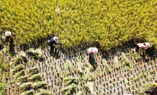 (老农种树规划)老农种树恢复出厂设置,助力乡村振兴,绿色环保前行 (老农种树规划)老农种树恢复出厂设置,助力乡村振兴,绿色环保前行