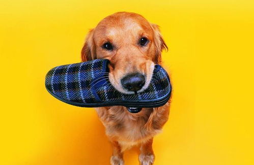 (舔狗模拟器崩坏)舔狗模拟器葱葱最后和温柔女孩在一起，纯爱不畏风雨