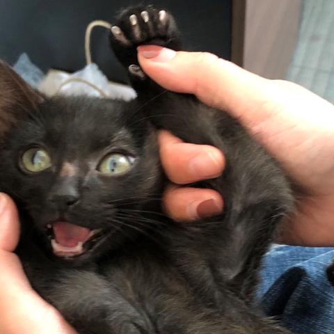 (田园猫的各种名称)了解猫的品种和田园生活方式:从田园猫到纯种猫的演变历程 (田园猫的各种名称)了解猫的品种和田园生活方式:从田园猫到纯种猫的演变历程